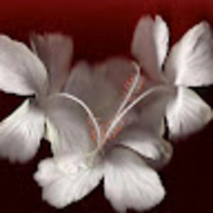 Meet your Posher, Martinez